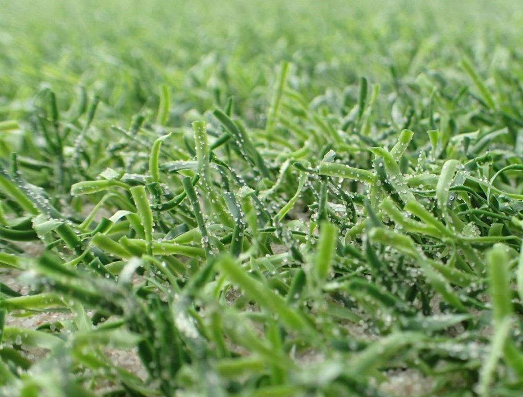 mit Sand verfüllter Kunstrasen